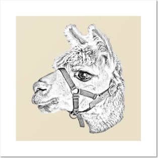 Line Drawing of Alpaca head Posters and Art